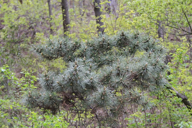 동해의 웅장함! 포항 호미곶과 구룡포 해맞이 공원