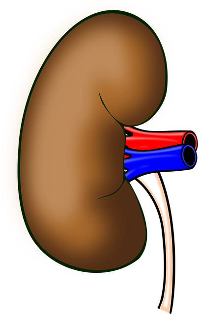 건강한 식단으로 신장 부담 줄이기