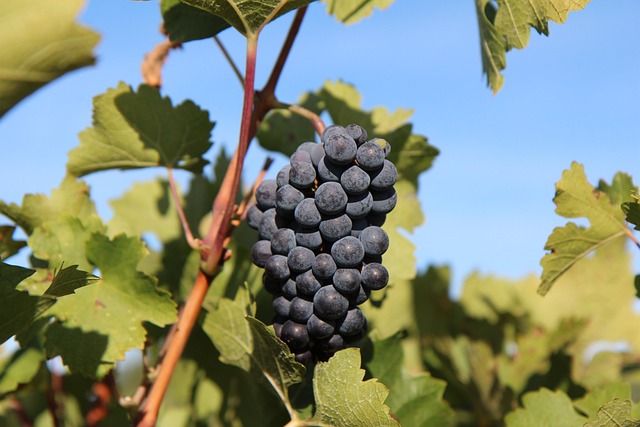 오래오래 건강하게! 포도가 주는 장수 선물 🍇