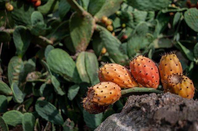 우리 몸 지키는 든든한 방패, 무화과 즙