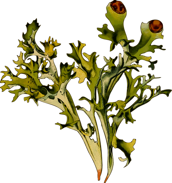 옛날부터 사랑받아온 곰보배추의 지혜 (전통적 활용)