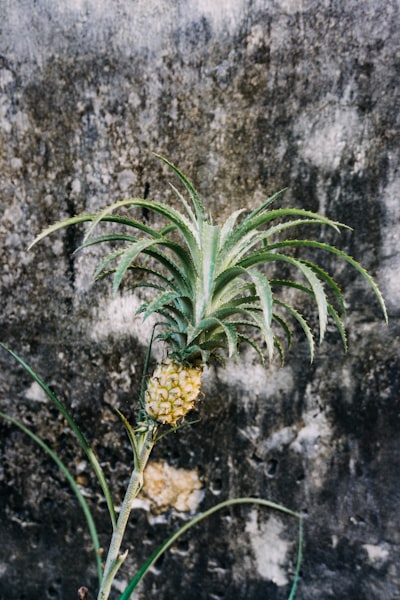 만든 파인애플 효소, 어떻게 활용해요? 🍹