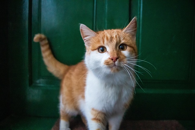 반려동물과 함께하는 행복, 동물보건사 🐾
