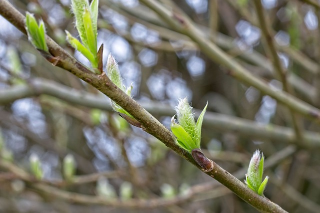 맹장염은 왜 생길까요? (원인 및 위험 요인)