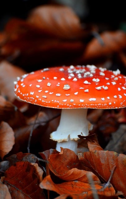 빨간 뚜껑 소주, 어떤 술인지 알아봐요!