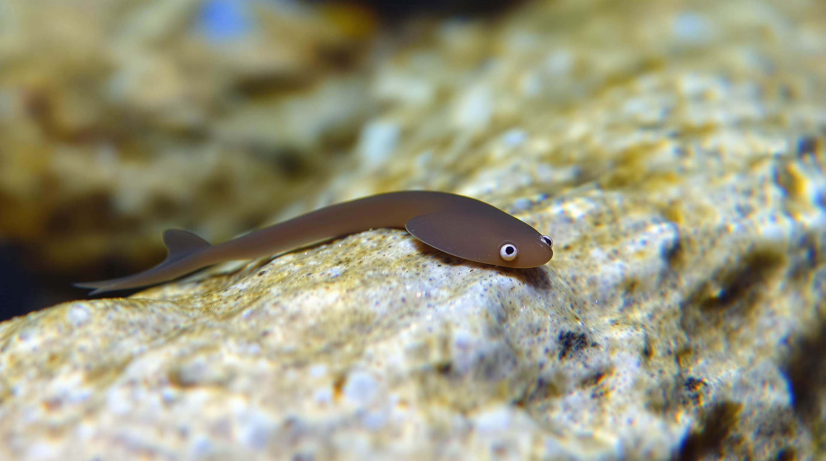 플라나리아의 신기한 생김새와 감각