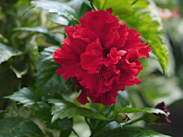 삼백초 추출물, 어떤 식물에서 왔을까요?