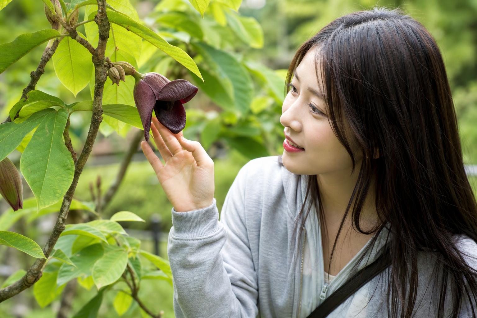 포포나무의 신비로운 생김새와 꽃