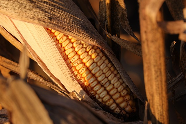 흑찰옥수수 품종들, 어떤 특징이 있을까요?