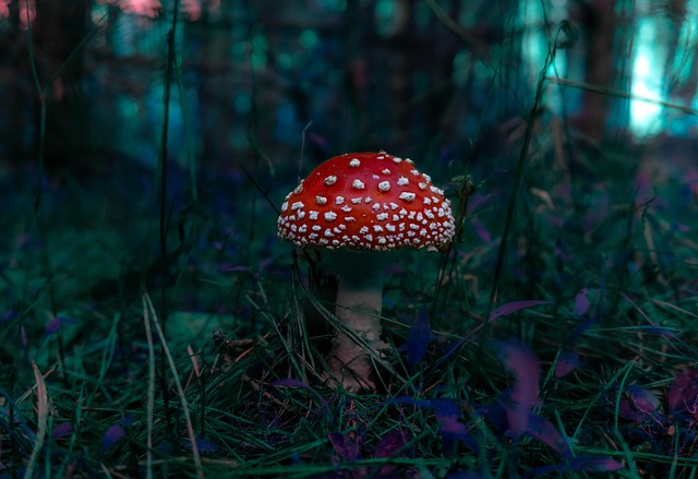 붉은사슴뿔버섯은 어디서, 언제 볼 수 있나요?