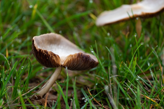 식용 버섯이랑 헷갈릴 수도 있다고요?