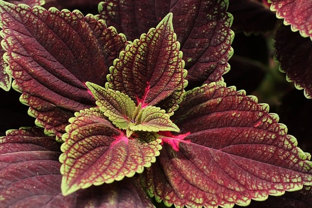 태국 고산지대의 선물, 파비플로라의 원산지 이야기