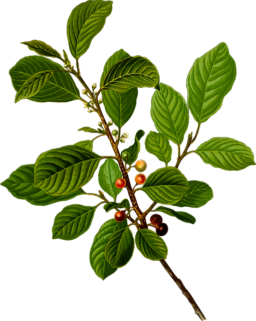 천왕보심단, 마음을 다스리는 지혜: 정의와 유래 📖