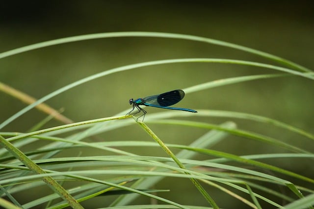 초파리트랩, 제대로 설치하고 사용하는 방법!