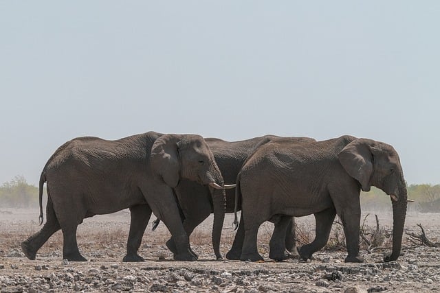 어디서 나타날까요? 먼지다듬이 벌레의 서식 환경과 발생 원인