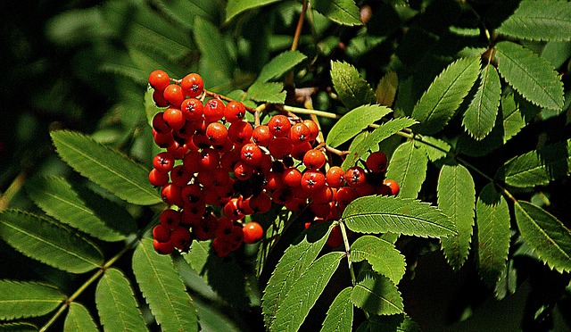 쇠물푸레나무의 특별한 모습들