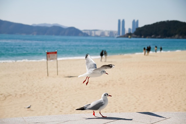 푸른 바다의 도시, 부산 해변 명소 즐기기