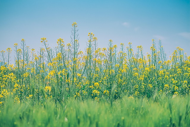 2026 축제 기간과 최고의 방문 시점은?