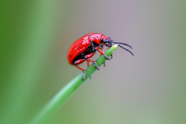 권연벌레는 누구일까요? (개요 및 분류)