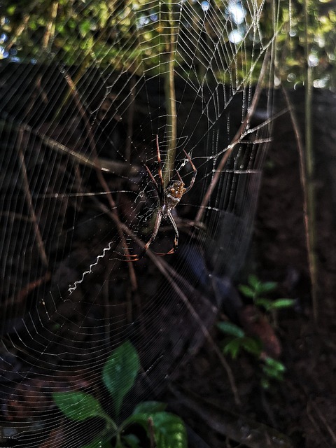 보키니 트랩, 어떻게 권연벌레를 잡을까요? (원리와 구성)
