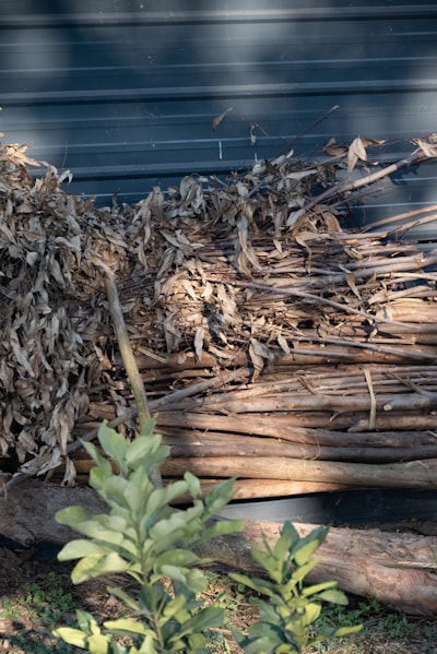 히카마, 멕시코에서 온 슈퍼 푸드의 비밀은?