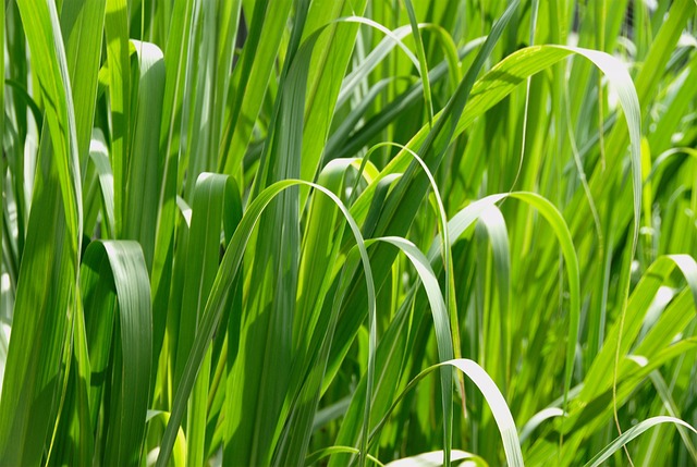 놀라운 기능, 고해상도 이미지 생성!