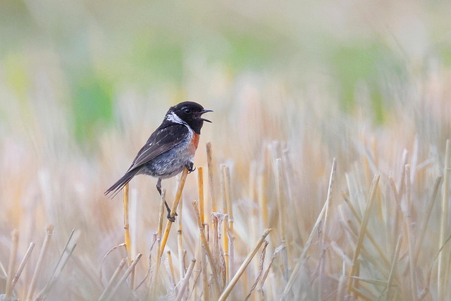 프로듀스 101 시즌2: 최태웅의 뜨거웠던 도전과 감동