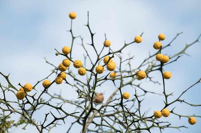 가을의 선물, 10월 제철 과일이 왜 중요할까요?