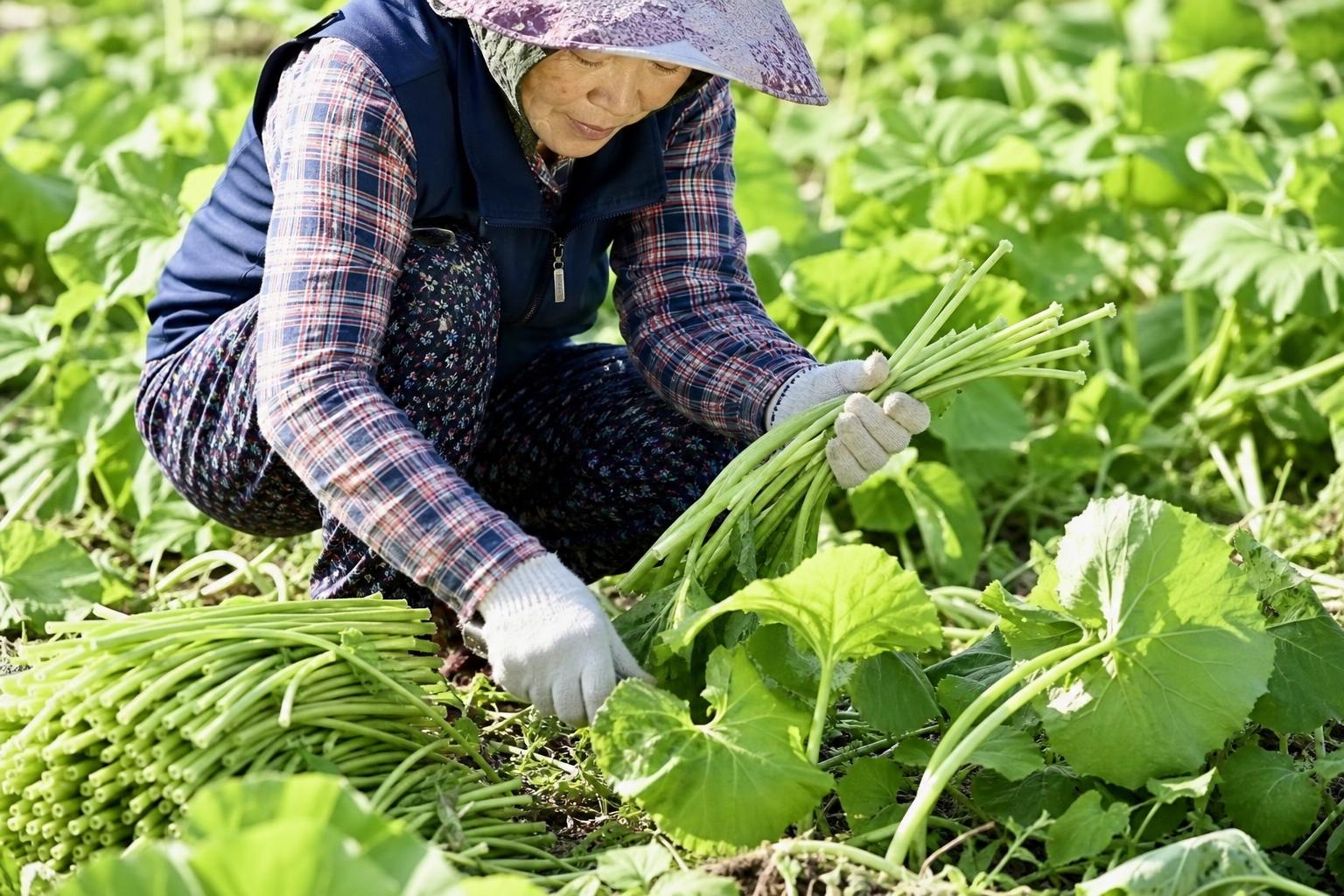 언제 먹어야 가장 맛있을까요? 머위대 제철과 수확 시기