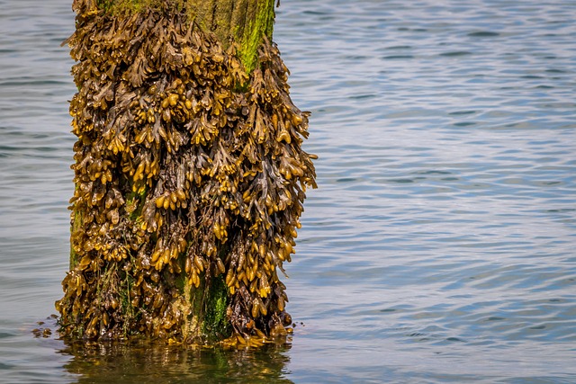 바다의 보물, 톳은 어떤 식물일까요?
