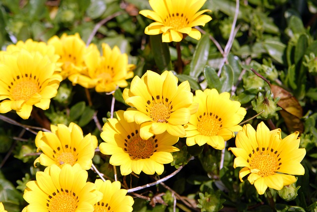 제주 올레시장 마농치킨, 40년 역사와 특별한 유래 🍗