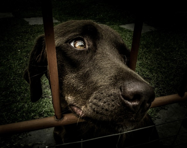필수 서류와 유의사항: 성공적인 입양비 지원을 위해