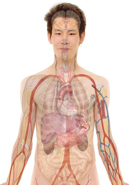 알부민 효능, 우리 몸에 어떤 도움을 줄까요?