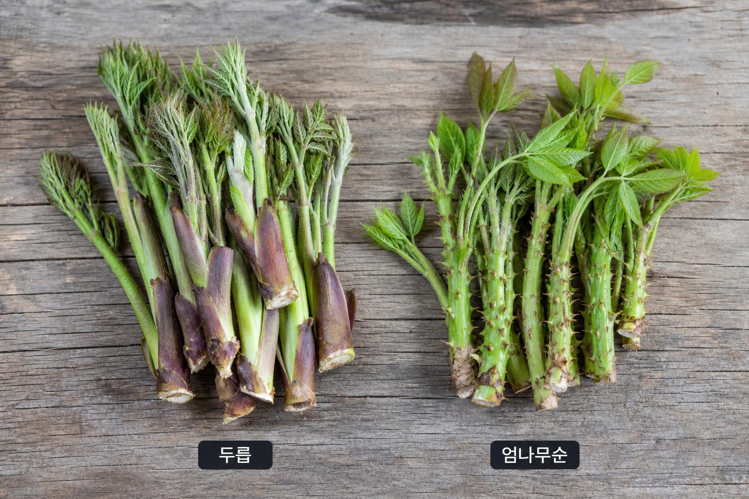 두릅과 엄나무순, 헷갈리지 마세요! 구별법
