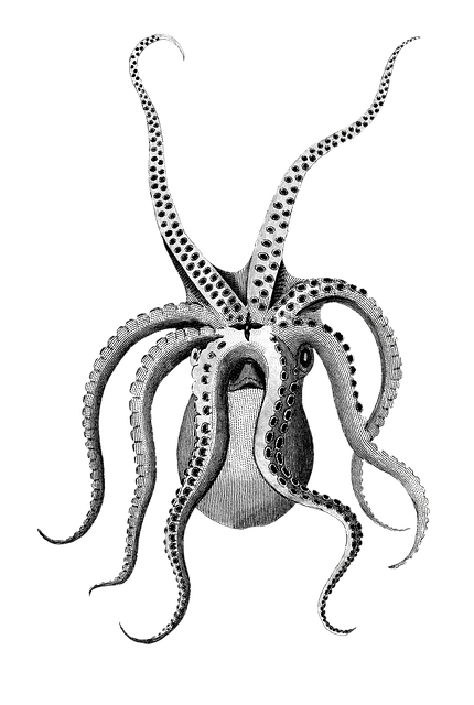 2025년 갑오징어 낚시, 장비와 정보가 핵심이에요!