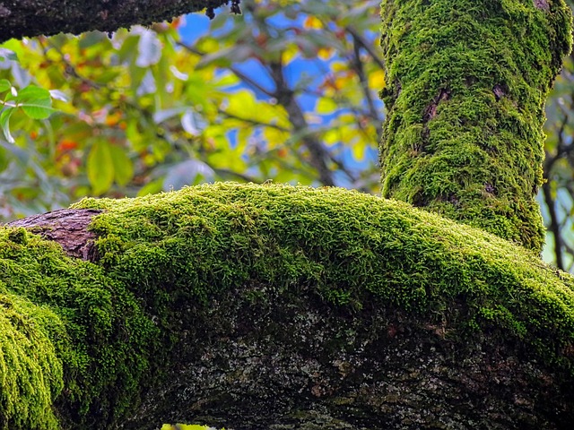 좀벌레, 어떻게 예방할 수 있을까요?