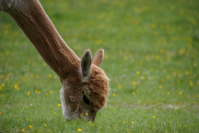 라나백 19 vs 라나백 23, 어떤 차이가 있을까요?