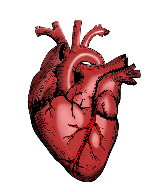 우리 몸속 탐험! 왼쪽 옆구리엔 어떤 장기들이 있을까요? 🔎 (해부학적 원인)