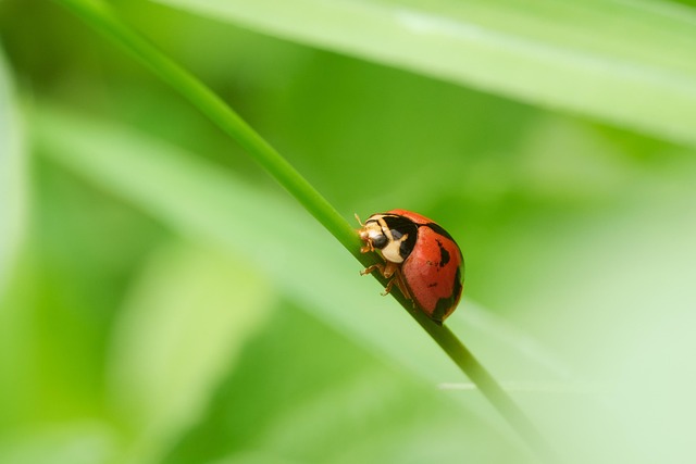 권연벌레 새끼, 대체 무엇인가요?