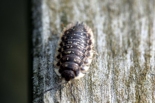 사면발이의 생활사와 생물학적 잠복기