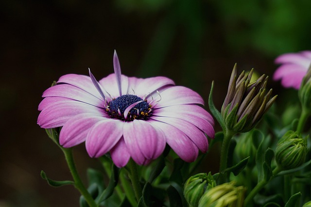 화담숲 단풍, 왜 그렇게 특별할까요?