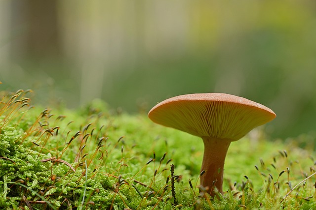 머리카락이 다시 자라는 비밀! 로게인폼 성분과 원리