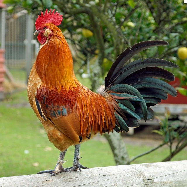 귓볼 주름과 프랭크 징후: 단순한 노화일까요?