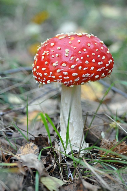 절대 안 돼요! 붉은 사슴뿔 버섯의 무서운 독성