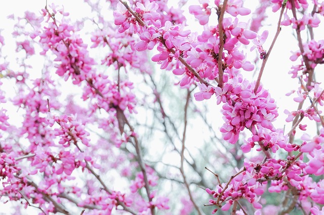 삼백초 추출물이란 무엇인가요? 🌱