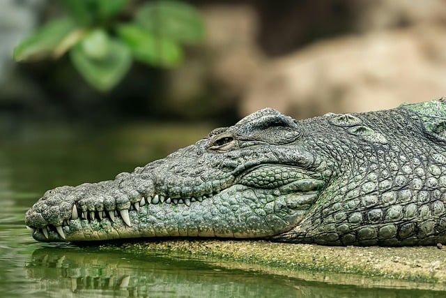 사랑니 발치 후 식사가 왜 중요할까요?