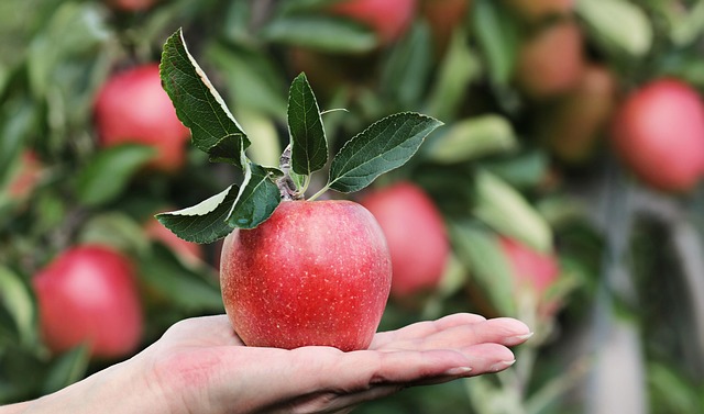 가을의 시작을 알리는 대표 과일, 사과 🍎