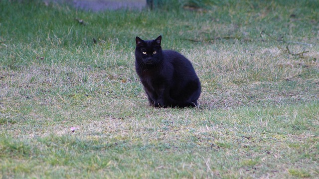 토즈 블로퍼, 어떤 점이 특별할까요?