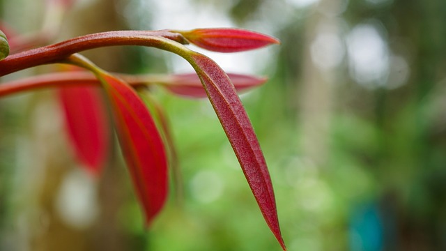 인진쑥의 기원과 채취 시기