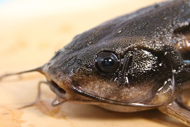 메기녀의 정의와 시작